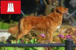 Scopri di più sull'articolo Nova Scotia Allevatori di Duck Tolling Retriever e cuccioli a Hamburg