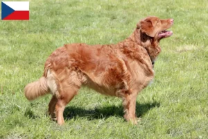 Scopri di più sull'articolo Allevatori di Duck Tolling Retriever Nova Scotia e cuccioli in Repubblica Ceca