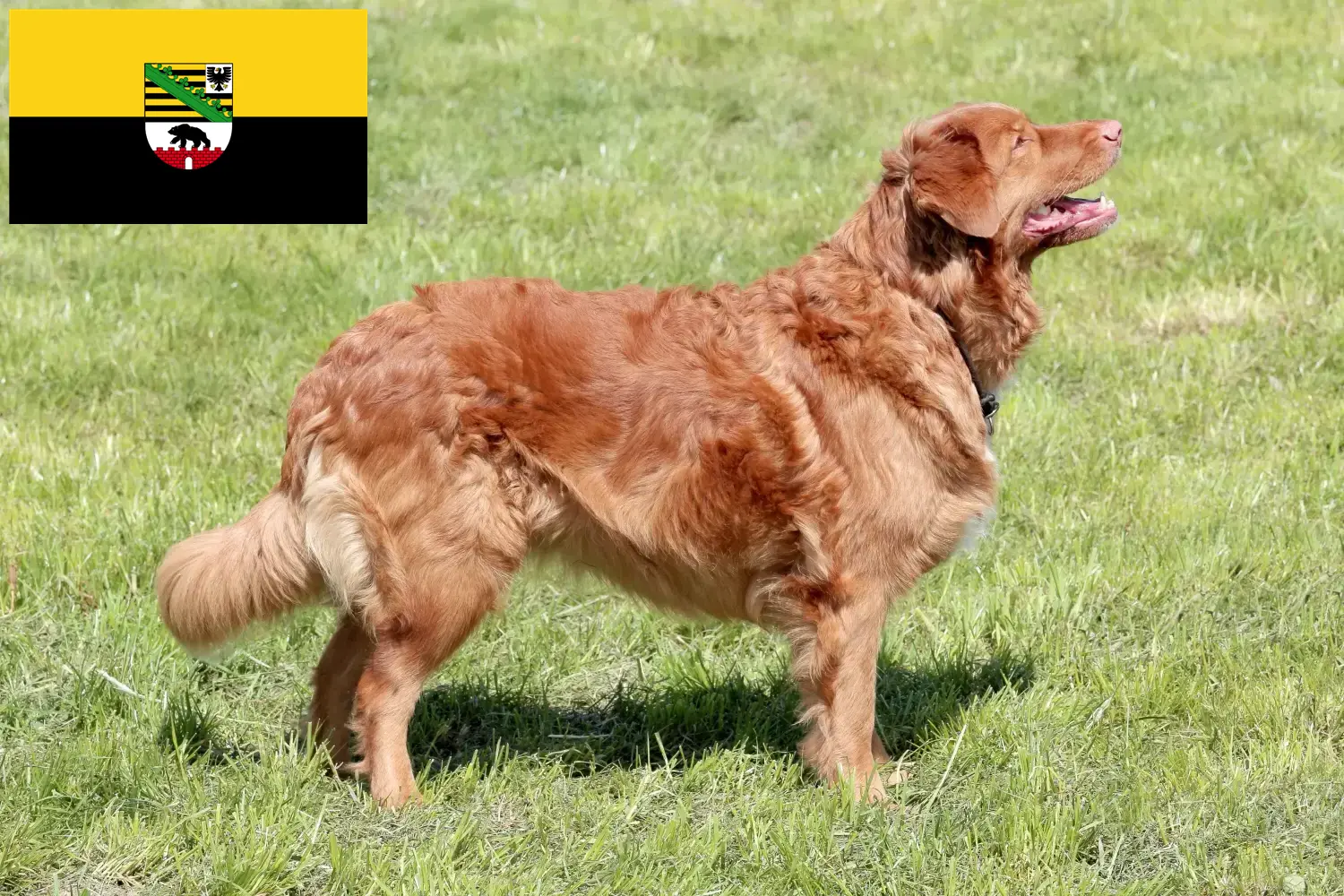 Scopri di più sull'articolo Allevatori di Duck Tolling Retriever e cuccioli in Sassonia-Anhalt