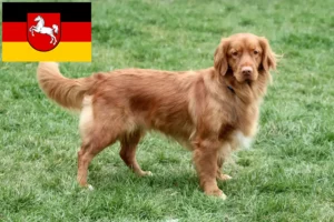 Scopri di più sull'articolo Allevatori di Duck Tolling Retriever in Nuova Scozia e cuccioli in Bassa Sassonia