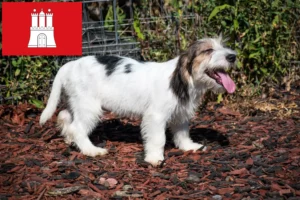 Scopri di più sull'articolo Allevatori e cuccioli di Petit Basset Griffon Vendéen a Amburgo