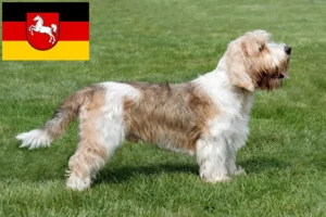 Scopri di più sull'articolo Allevatori di Petit Basset Griffon Vendéen e cuccioli in Bassa Sassonia