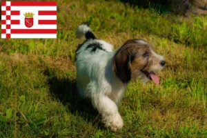 Scopri di più sull'articolo Allevatori e cuccioli di Petit Basset Griffon Vendéen a Brema