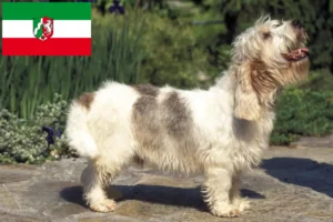 Scopri di più sull'articolo Allevatori di Petit Basset Griffon Vendéen e cuccioli in Nord Reno-Westfalia