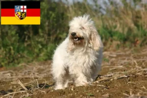 Scopri di più sull'articolo Allevatori di Petit Basset Griffon Vendéen e cuccioli in Saarland