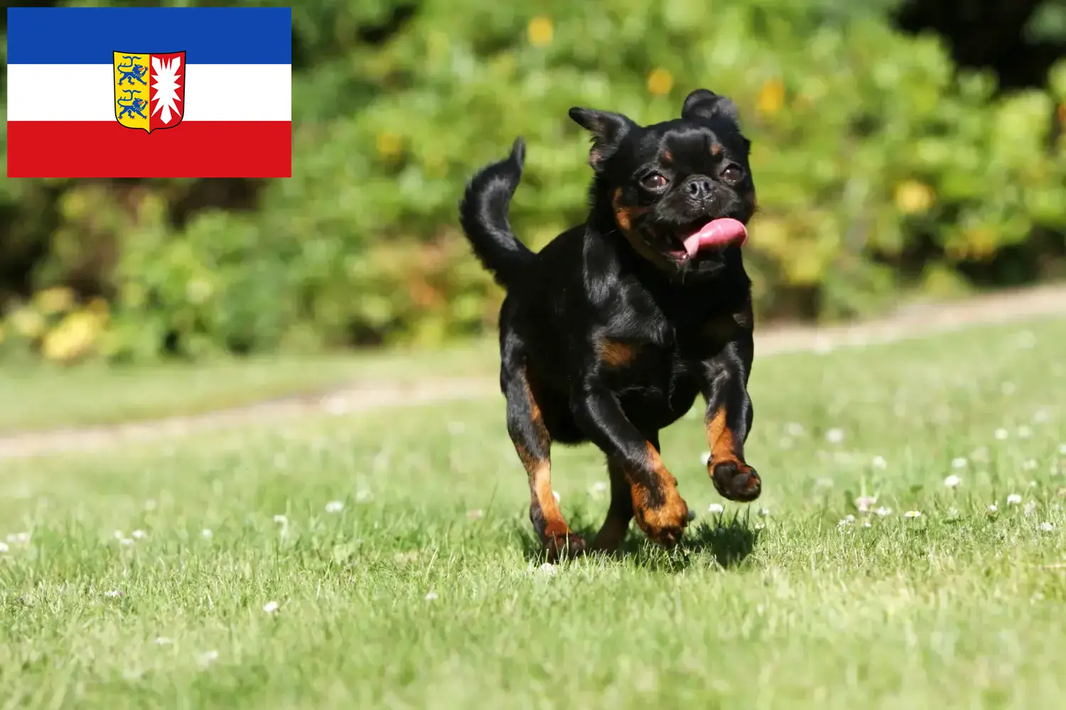 Scopri di più sull'articolo Allevatori di Petit Brabançon e cuccioli in Schleswig-Holstein