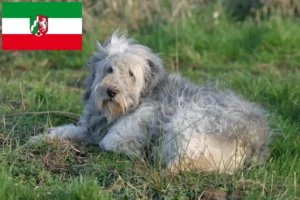 Scopri di più sull'articolo Allevatori e cuccioli di PON in Nordreno-Vestfalia