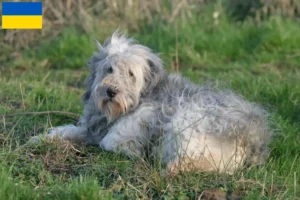 Scopri di più sull'articolo Allevatori di PON e cuccioli in Ucraina