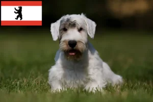 Scopri di più sull'articolo Allevatori di Sealyham Terrier e cuccioli a Berlino