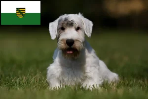 Scopri di più sull'articolo Allevatori di Sealyham Terrier e cuccioli in Sassonia