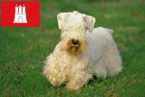 Scopri di più sull'articolo Allevatori di Sealyham Terrier e cuccioli a Amburgo