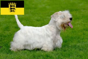 Scopri di più sull'articolo Allevatori di Sealyham Terrier e cuccioli in Baden-Württemberg