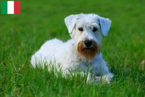 Scopri di più sull'articolo Allevatori e cuccioli di Sealyham Terrier in Italia