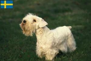 Scopri di più sull'articolo Allevatori di Sealyham Terrier e cuccioli in Svezia