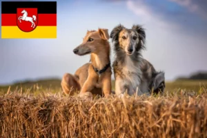 Scopri di più sull'articolo Allevatori di Silken Windsprite e cuccioli in Bassa Sassonia