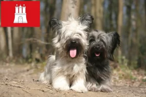 Scopri di più sull'articolo Allevatori di Skye Terrier e cuccioli a Amburgo