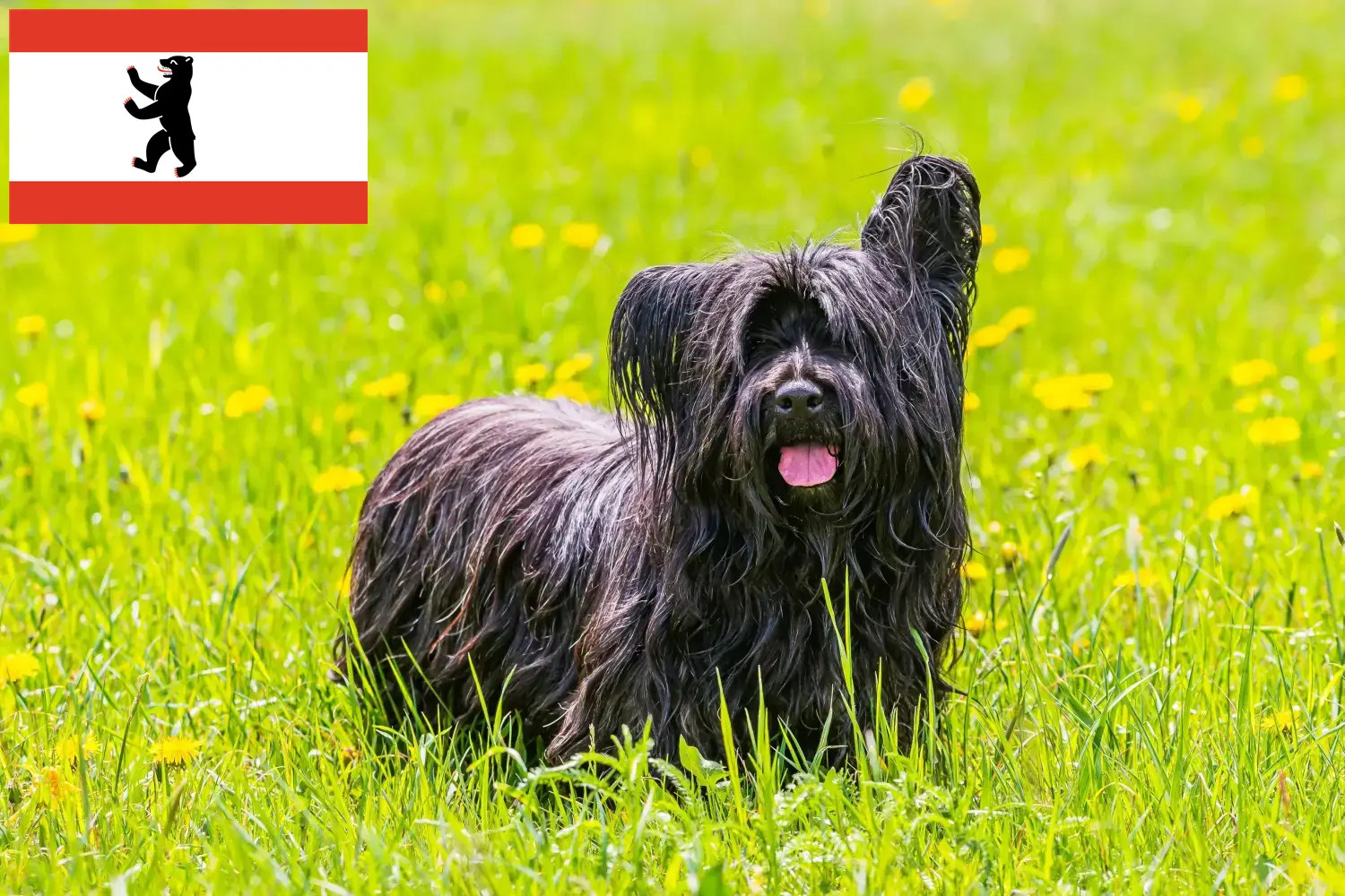 Scopri di più sull'articolo Allevatori di Skye Terrier e cuccioli a Berlino