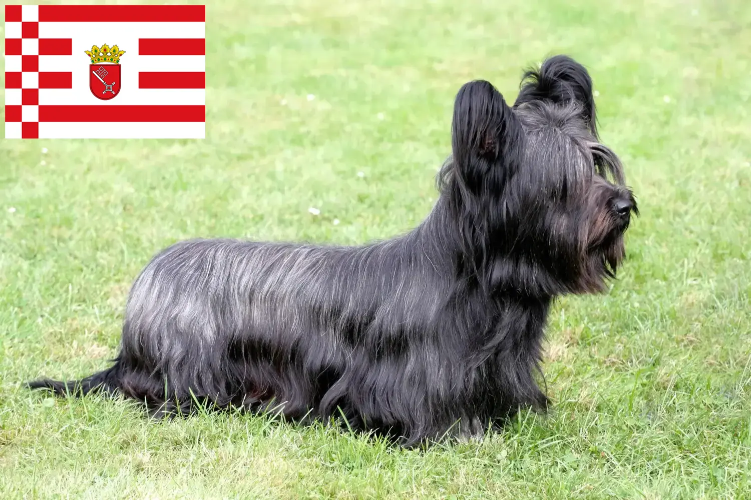 Scopri di più sull'articolo Allevatori di Skye Terrier e cuccioli a Bremen