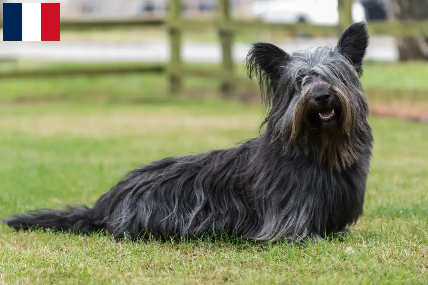 Scopri di più sull'articolo Allevatori e cuccioli di Skye Terrier in Francia