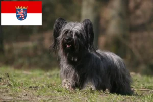 Scopri di più sull'articolo Allevatori di Skye Terrier e cuccioli in Hessen