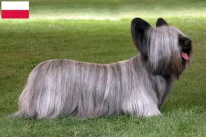 Scopri di più sull'articolo Allevatori di Skye Terrier e cuccioli in Polonia