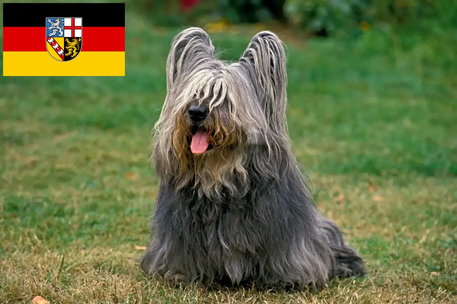 Scopri di più sull'articolo Allevatori di Skye Terrier e cuccioli in Saarland