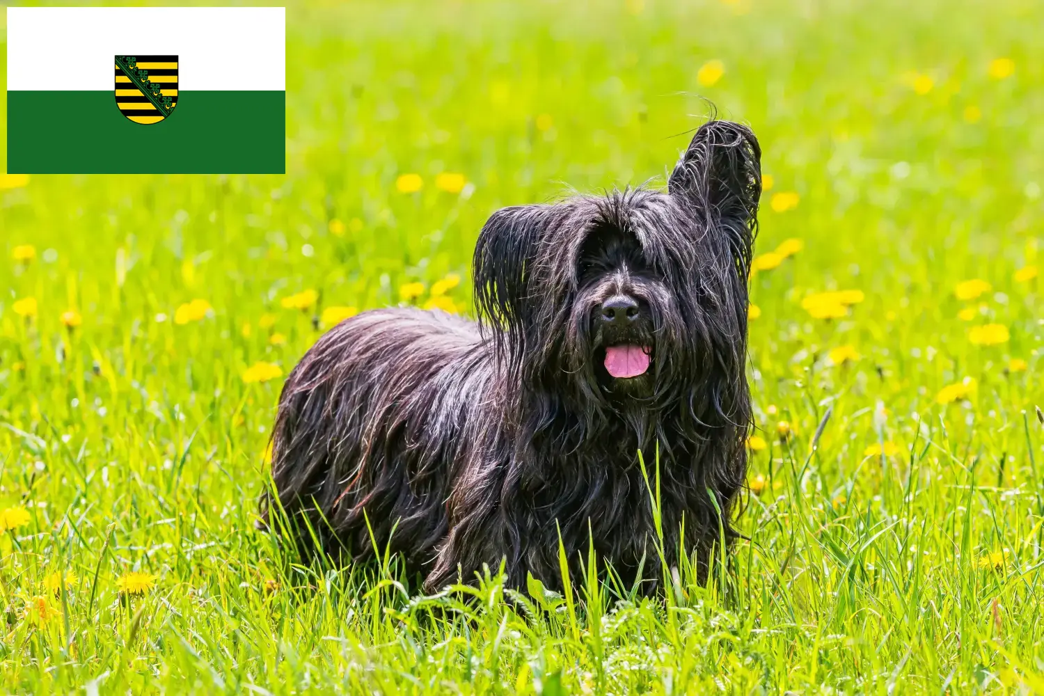 Scopri di più sull'articolo Allevatori di Skye Terrier e cuccioli in Sassonia