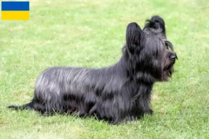 Scopri di più sull'articolo Allevatori di Skye Terrier e cuccioli in Ucraina