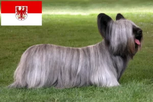 Scopri di più sull'articolo Allevatori di Skye Terrier e cuccioli a Brandeburgo