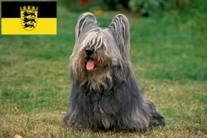 Scopri di più sull'articolo Allevatori di Skye Terrier e cuccioli in Baden-Württemberg