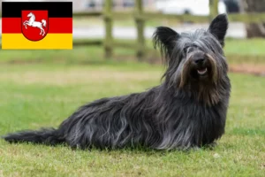 Scopri di più sull'articolo Allevatori di Skye Terrier e cuccioli in Bassa Sassonia