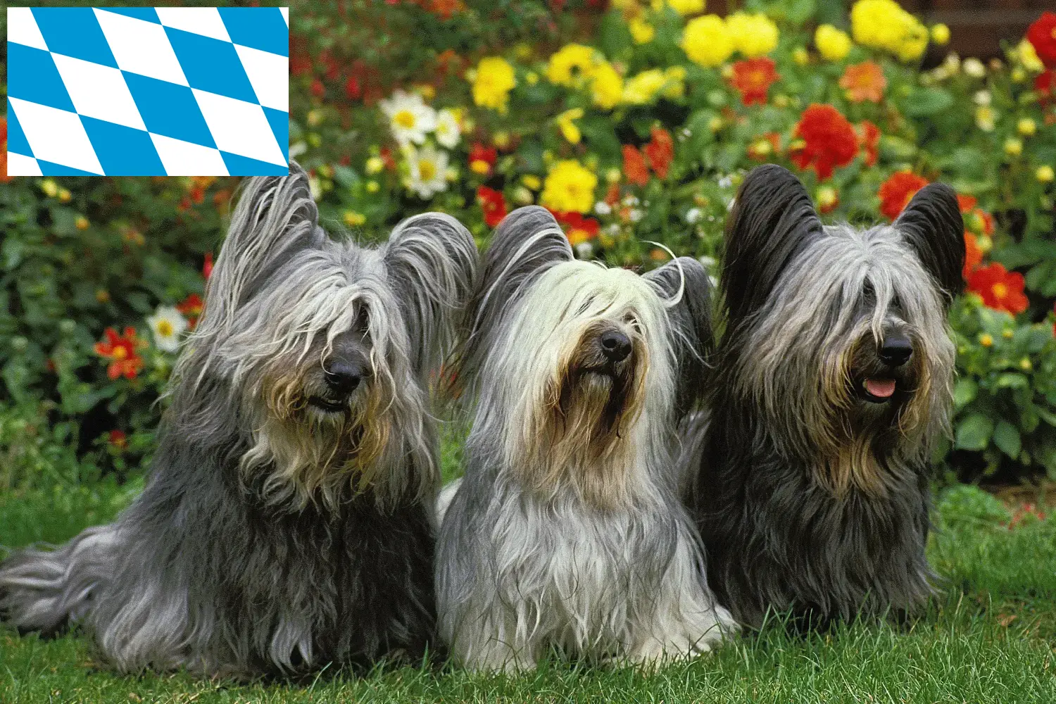 Scopri di più sull'articolo Allevatori di Skye Terrier e cuccioli in Baviera