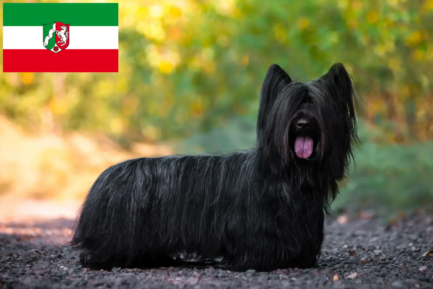 Scopri di più sull'articolo Allevatori di Skye Terrier e cuccioli in Nord Reno-Westfalia