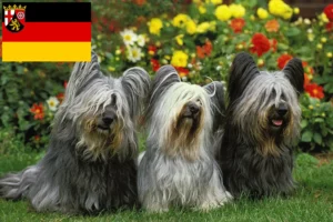 Scopri di più sull'articolo Allevatori di Skye Terrier e cuccioli in Renania-Palatinato