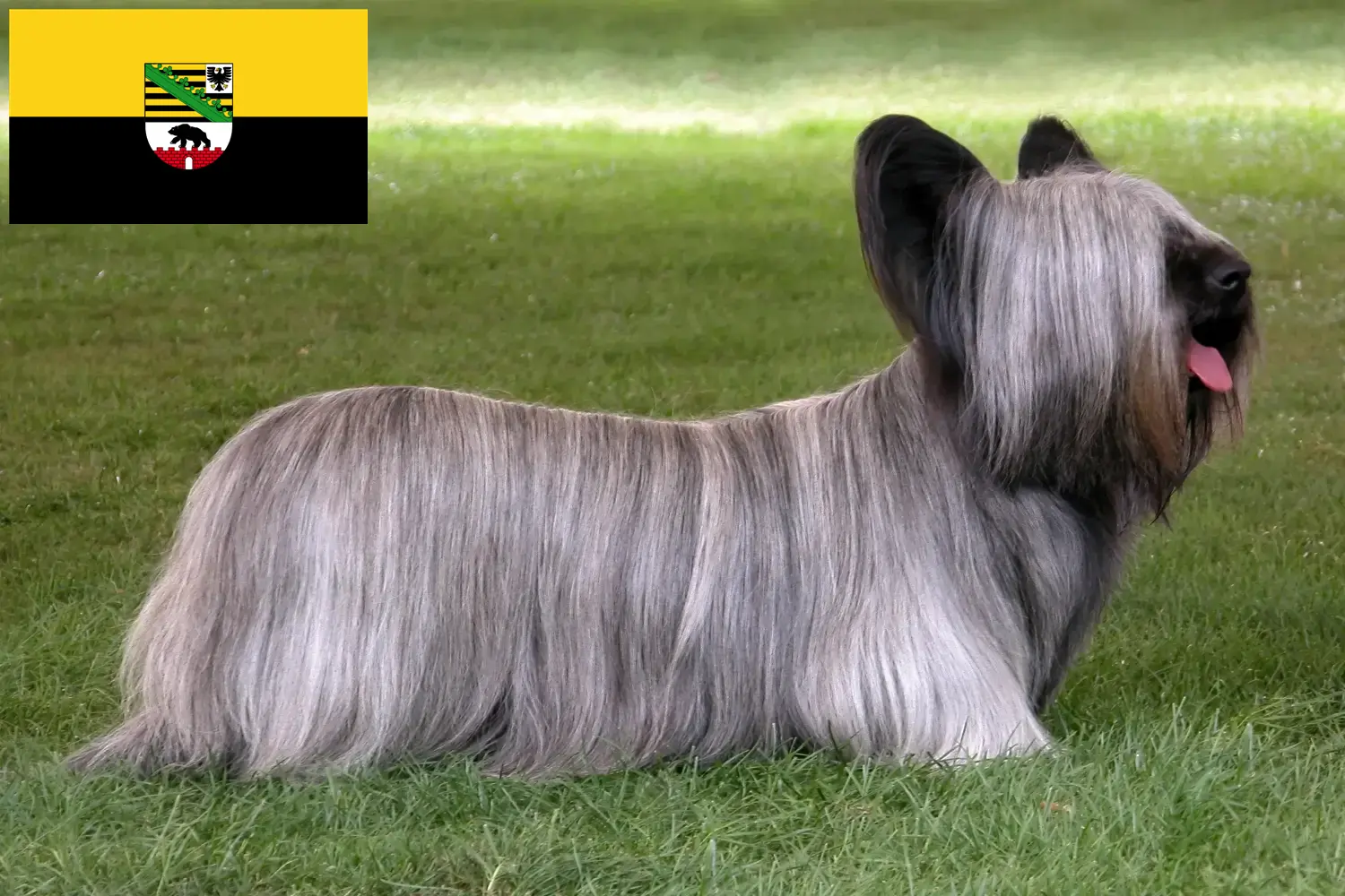 Scopri di più sull'articolo Allevatori di Skye Terrier e cuccioli in Sassonia-Anhalt