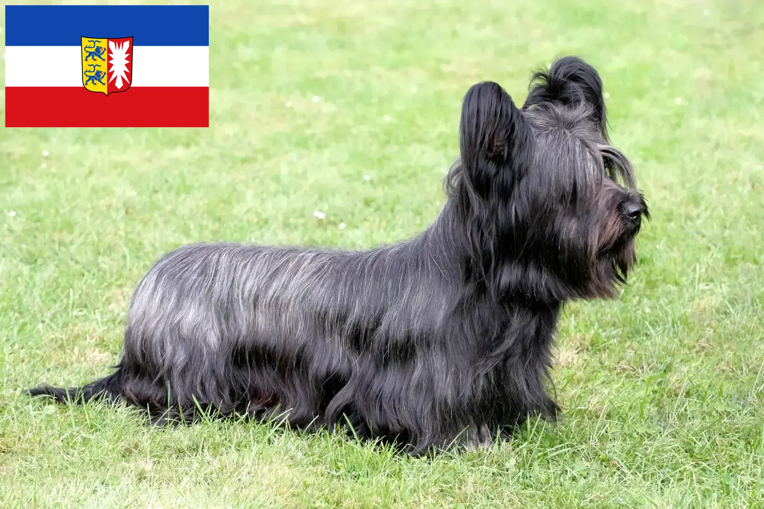 Scopri di più sull'articolo Allevatori di Skye Terrier e cuccioli in Schleswig-Holstein