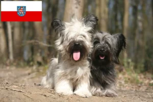 Scopri di più sull'articolo Allevatori di Skye Terrier e cuccioli in Turingia