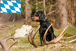 Scopri di più sull'articolo Allevatori di Slovenský kopov e cuccioli in Baviera