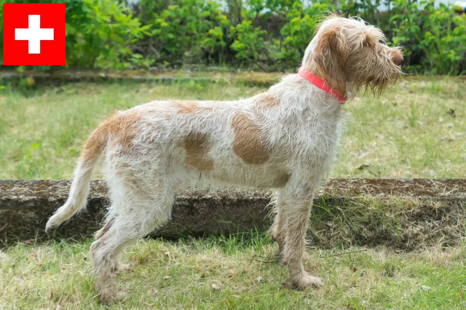 Scopri di più sull'articolo Allevatori di Spinone Italiano e cuccioli in Svizzera