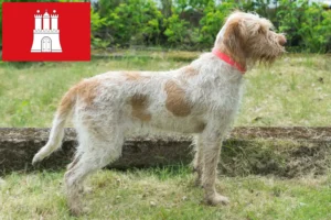 Scopri di più sull'articolo Allevatori di Spinone Italiano e cuccioli a Amburgo