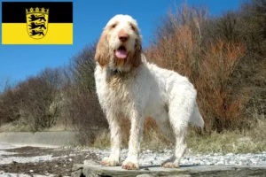 Scopri di più sull'articolo Allevatori di Spinone Italiano e cuccioli in Baden-Württemberg