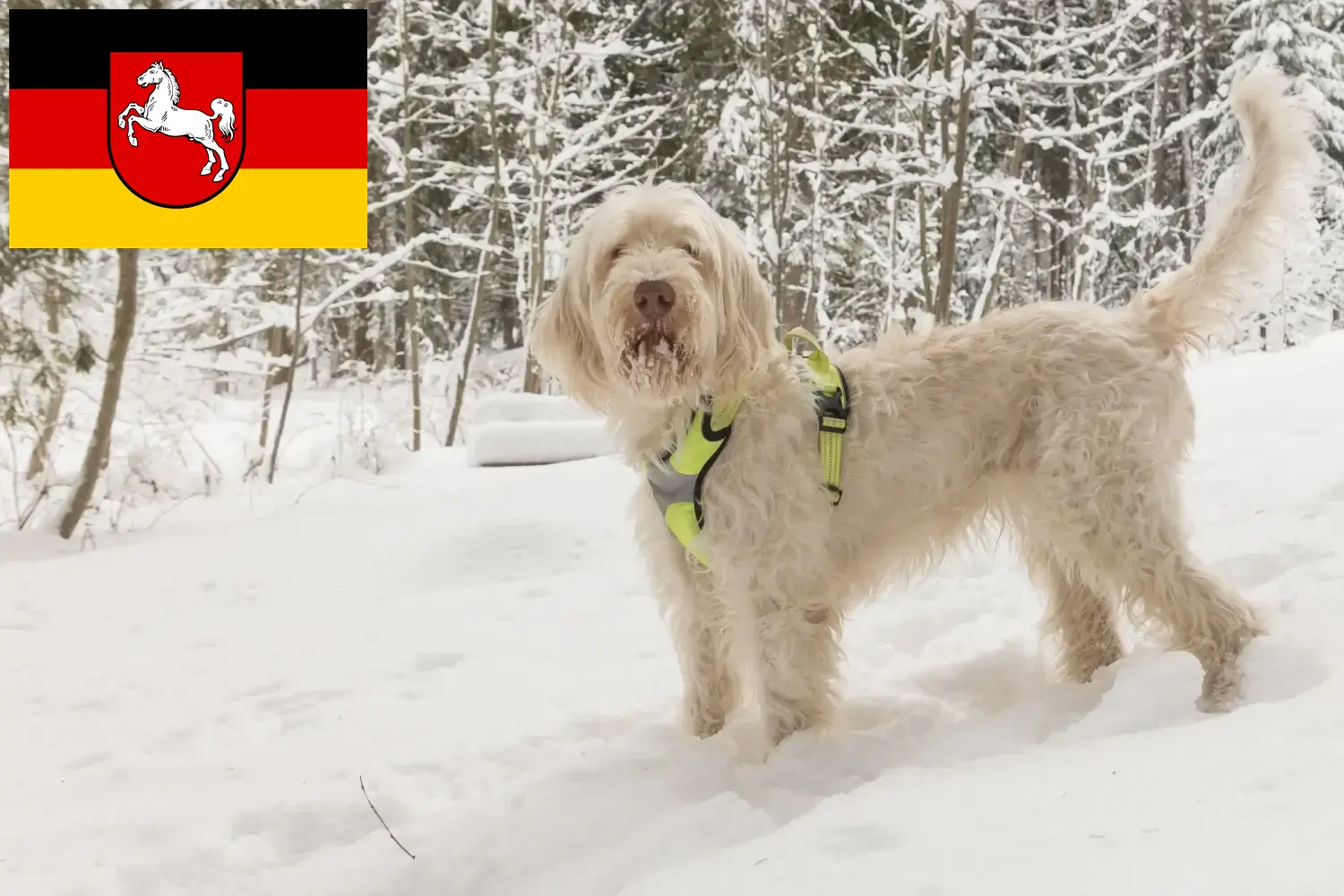 Scopri di più sull'articolo Allevatori di Spinone Italiano e cuccioli in Bassa Sassonia