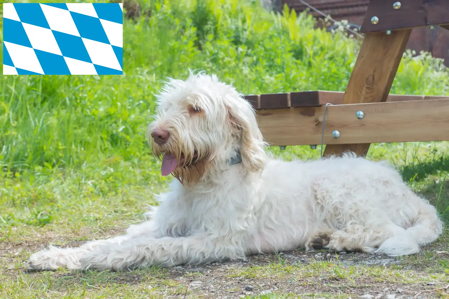 Scopri di più sull'articolo Allevatori di Spinone Italiano e cuccioli in Baviera