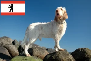 Scopri di più sull'articolo Allevatori di Spinone Italiano e cuccioli a Berlino