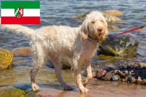 Scopri di più sull'articolo Allevatori di Spinone Italiano e cuccioli in Nord Reno-Westfalia