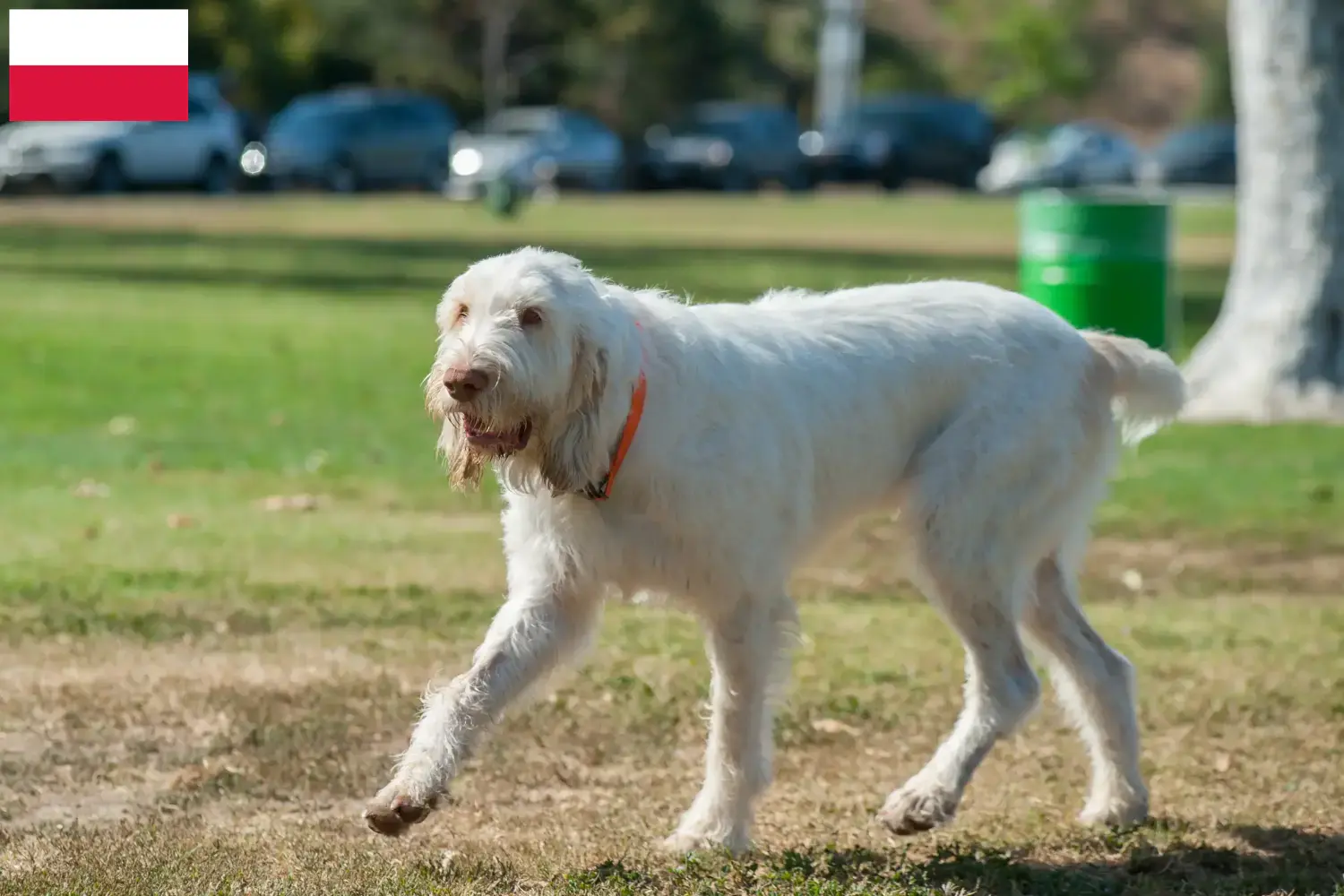 Scopri di più sull'articolo Allevatori di Spinone Italiano e cuccioli in Polonia