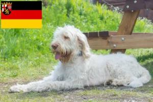 Scopri di più sull'articolo Allevatori di Spinone Italiano e cuccioli in Renania-Palatinato
