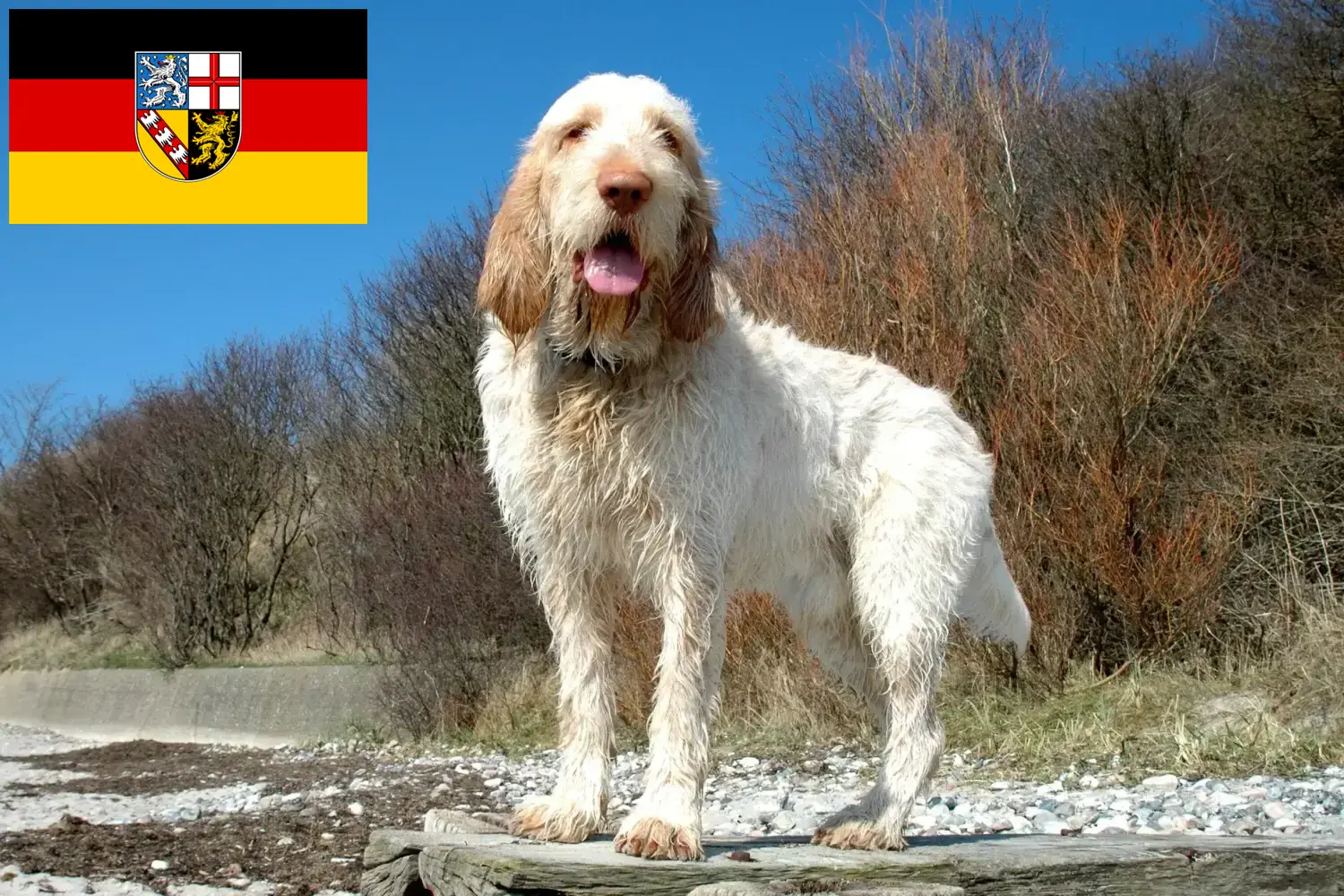 Scopri di più sull'articolo Allevatori di Spinone Italiano e cuccioli in Saarland