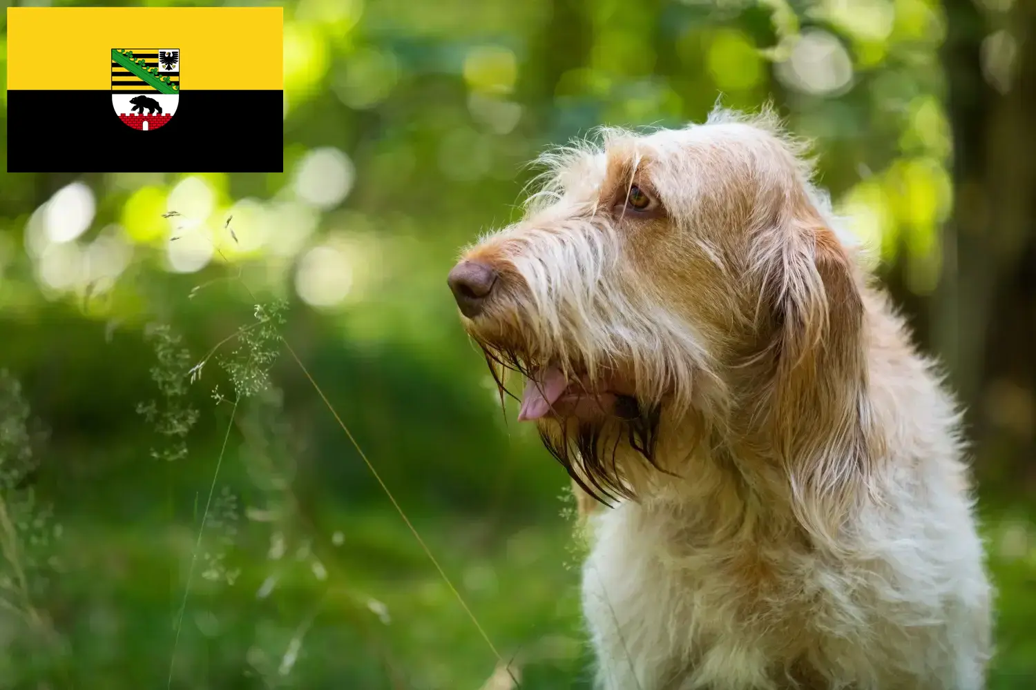 Scopri di più sull'articolo Allevatori di Spinone Italiano e cuccioli in Sassonia-Anhalt