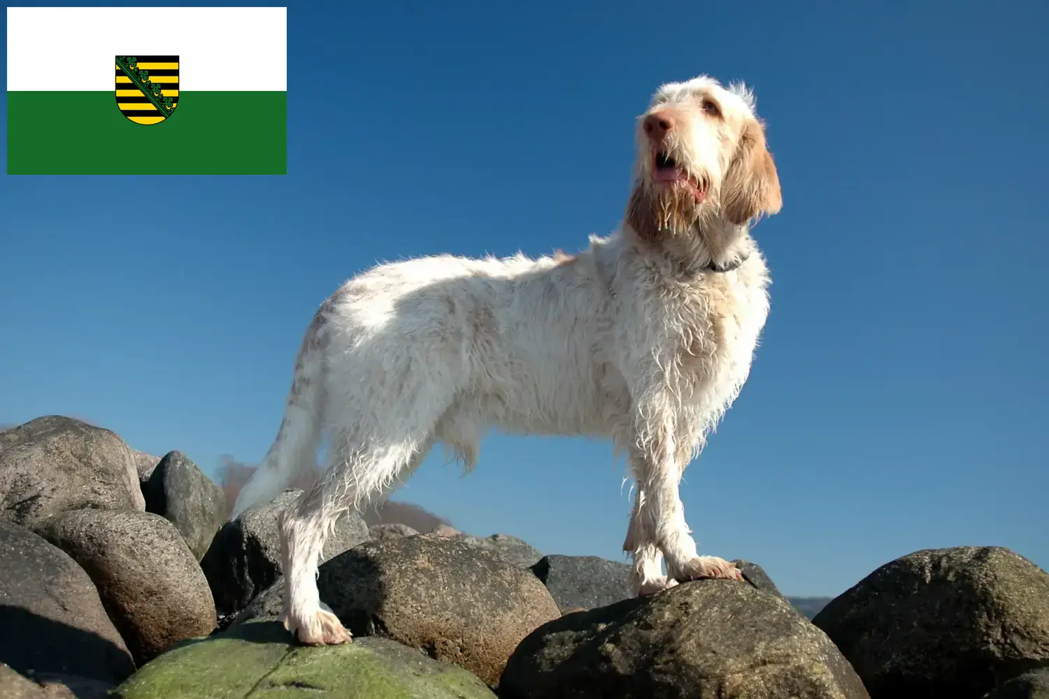 Scopri di più sull'articolo Allevatori di Spinone Italiano e cuccioli in Sassonia